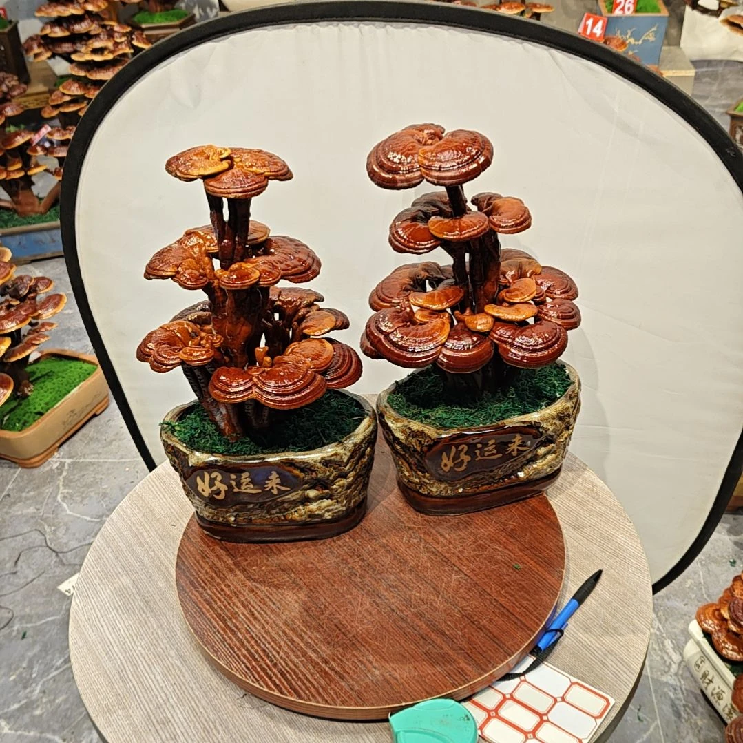 灵芝盆景高端大气上档次