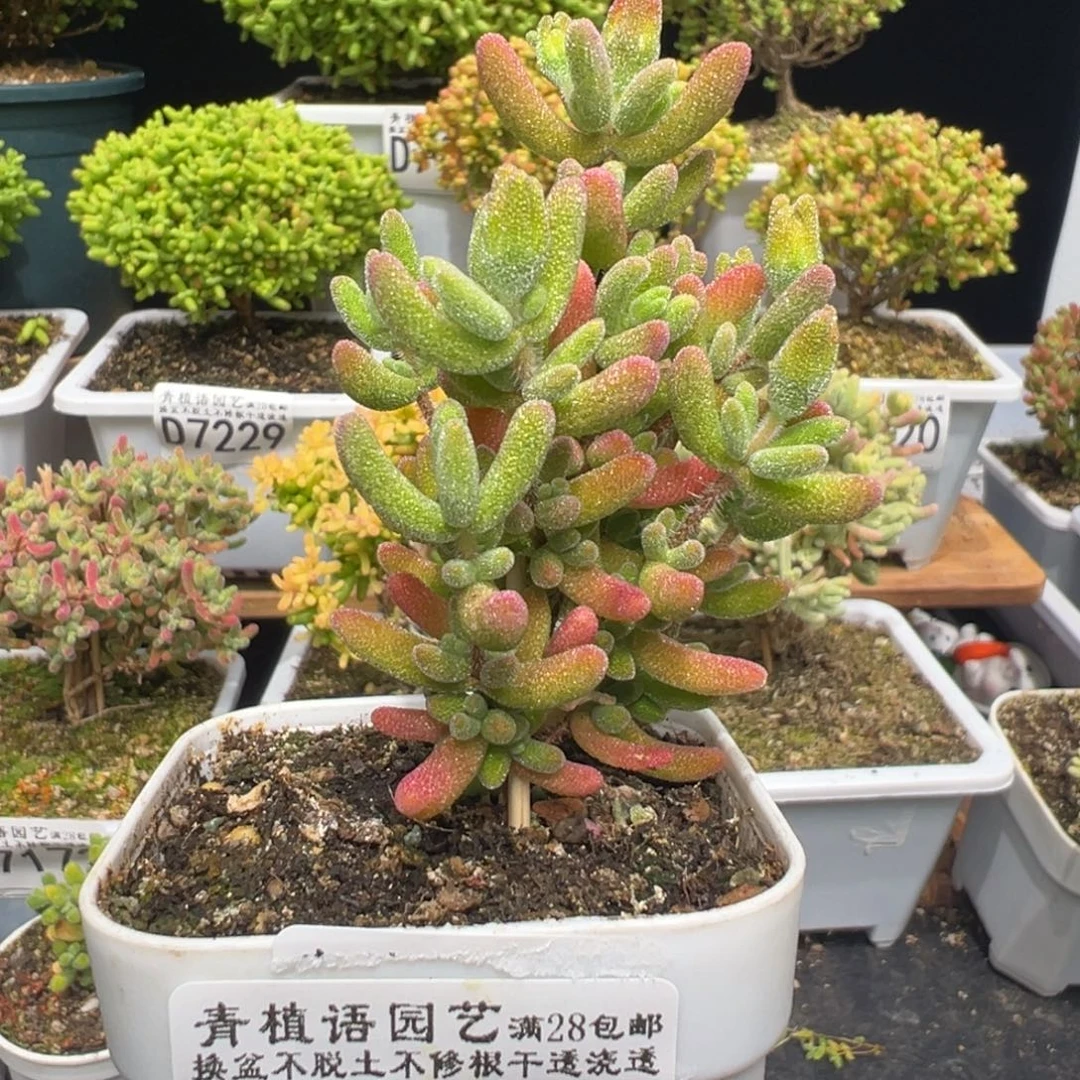 d7237红叶枝干福利