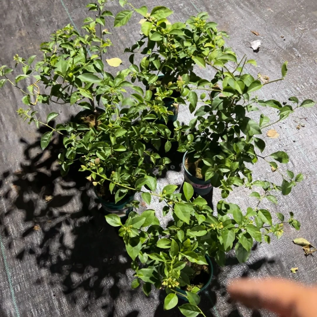 无花朵【苹果花一棵】随机发货福利款不售后