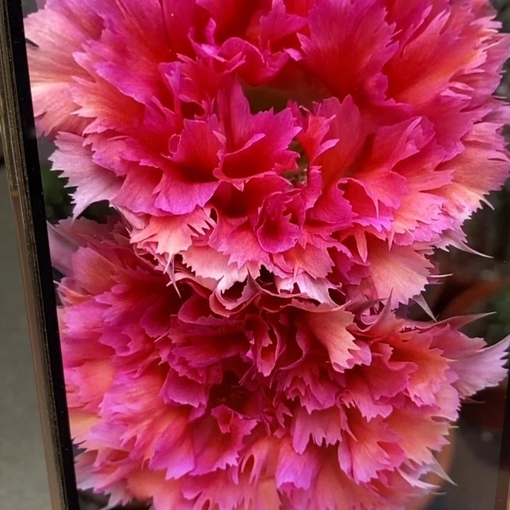 香羽毛2号和3号侧芽4公分左右