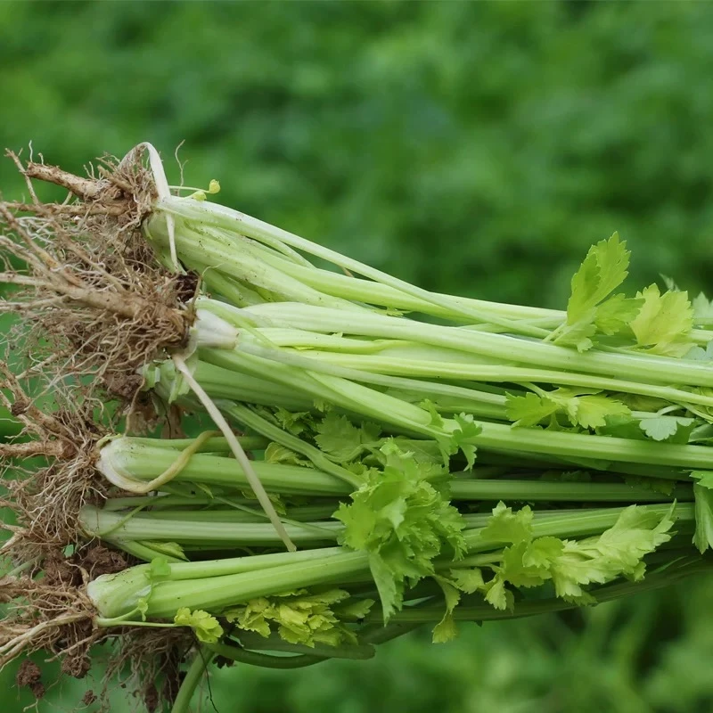 【小吴助农】现拔香芹拍2斤发2.5斤 不水洗不泡药香芹