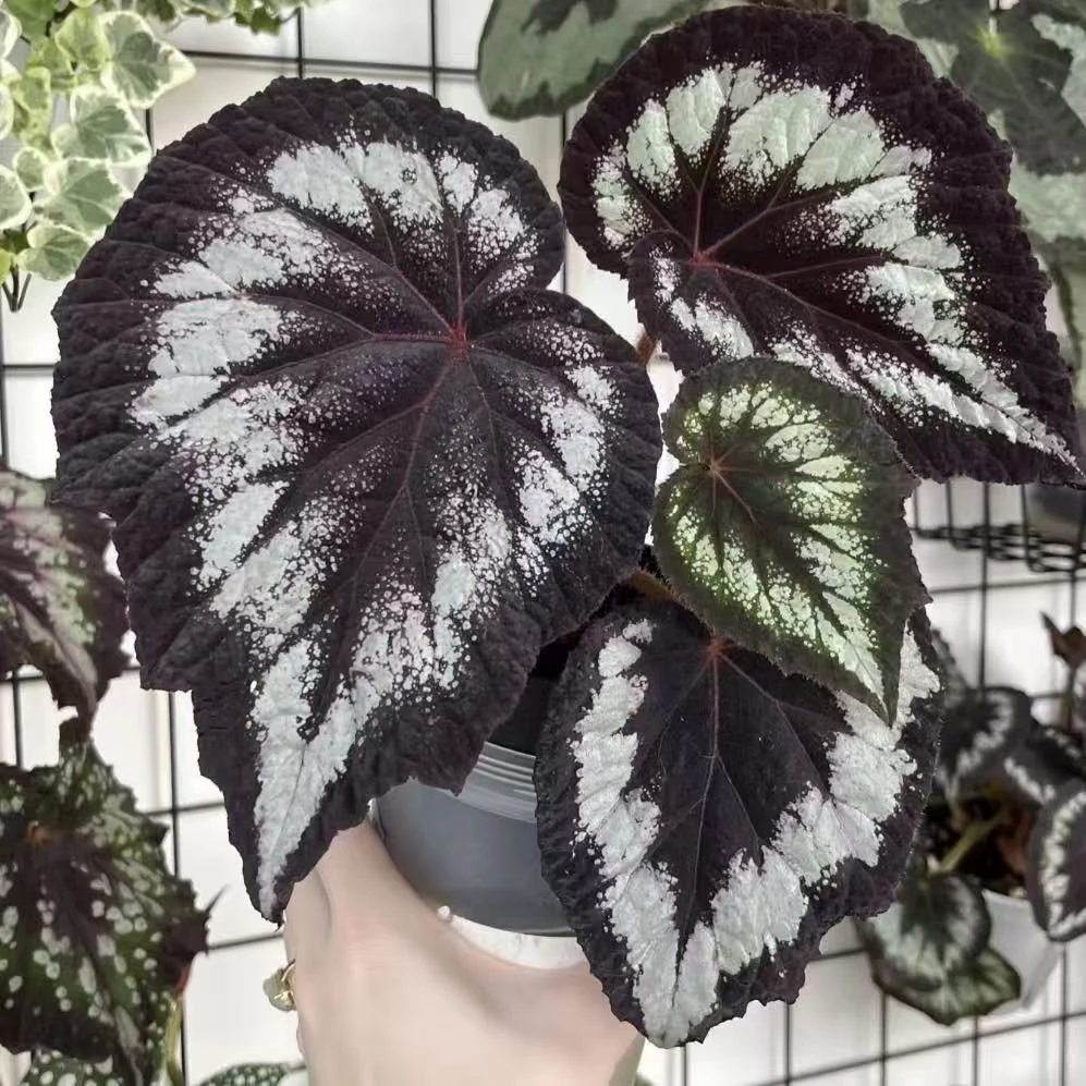 海伦秋海棠 网红ins风绿植盆栽室内阳台花卉北欧进口观赏植物