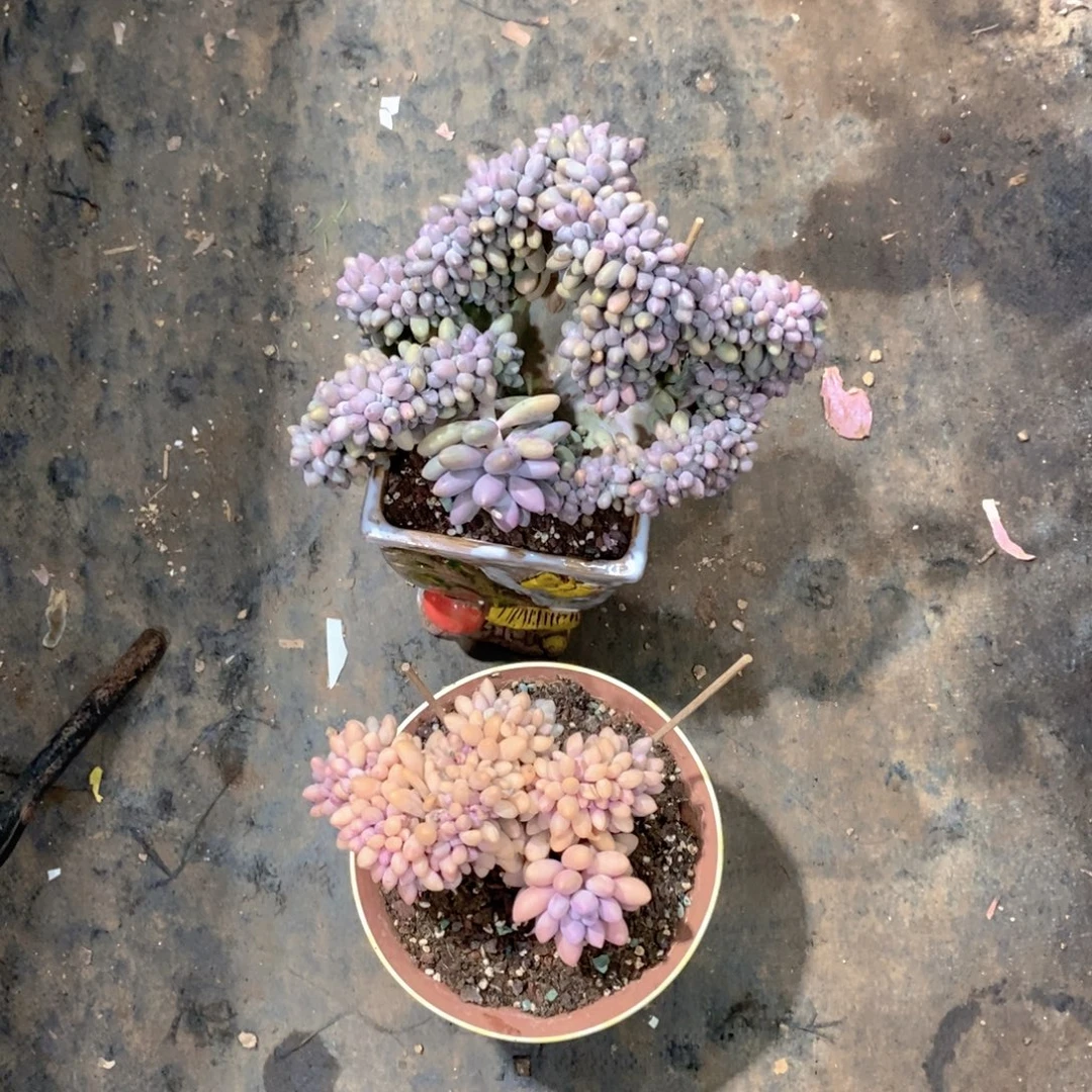 D***鹏汤圆涰多肉植物老桩