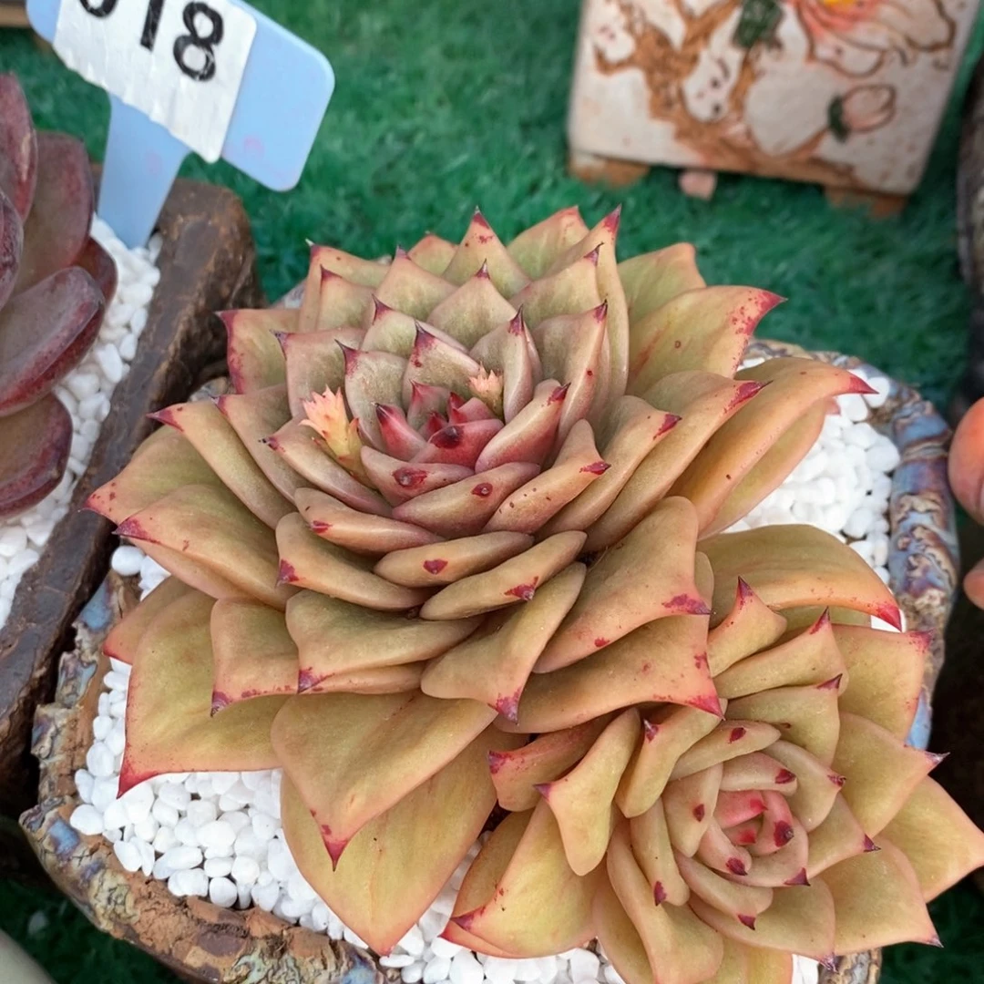 玛利亚多肉植物盆栽