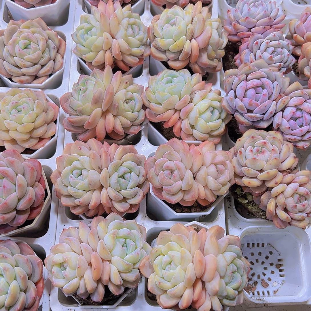 双头冰玉杂19包邮多肉