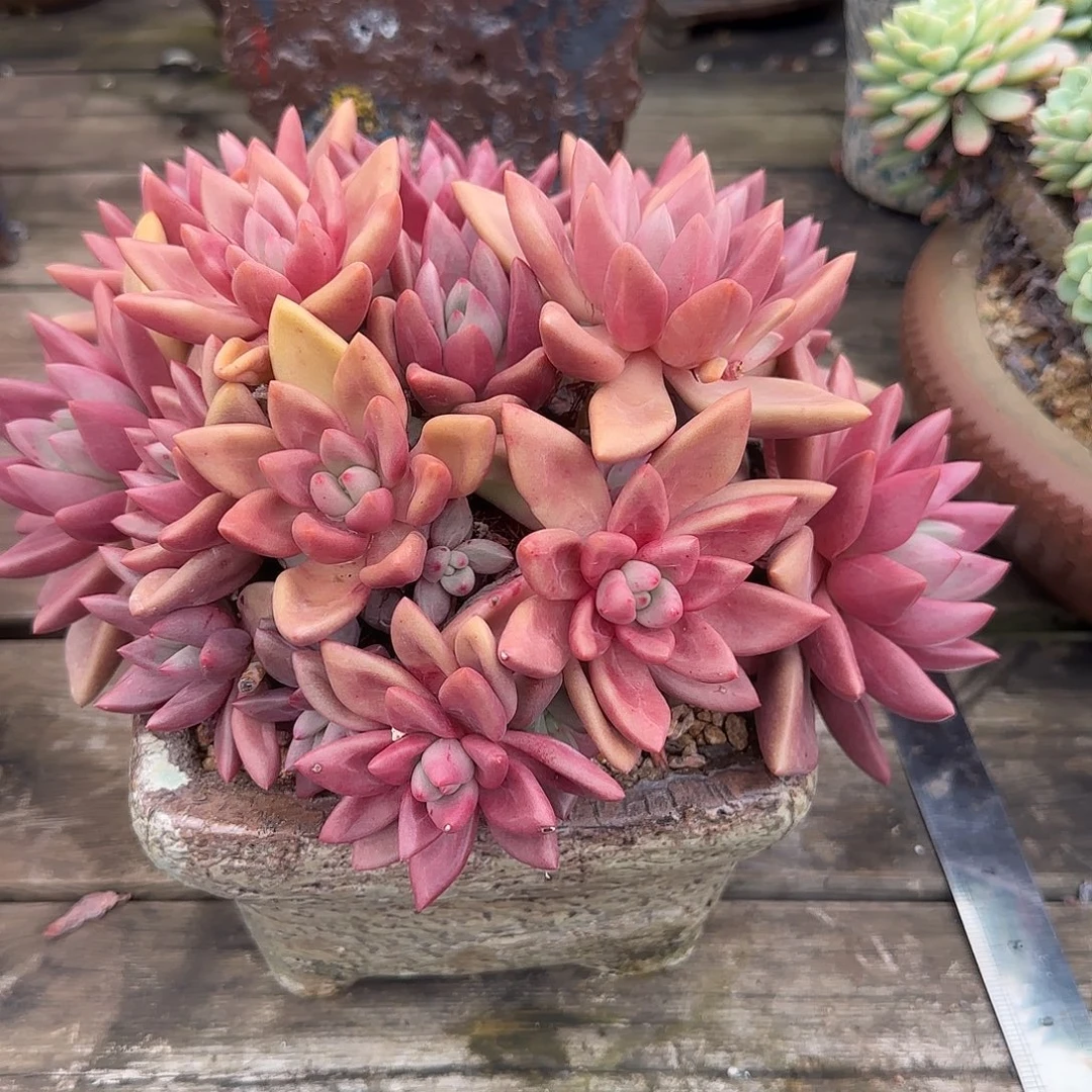 芳***菲多肉植物初音系列