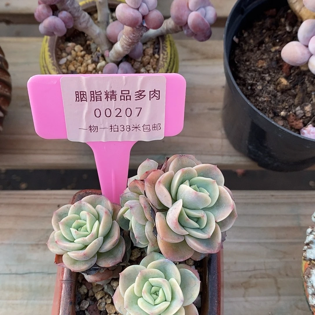 00207次亏哦哦魔芋