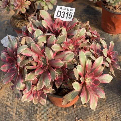 315浣纱不包断枝