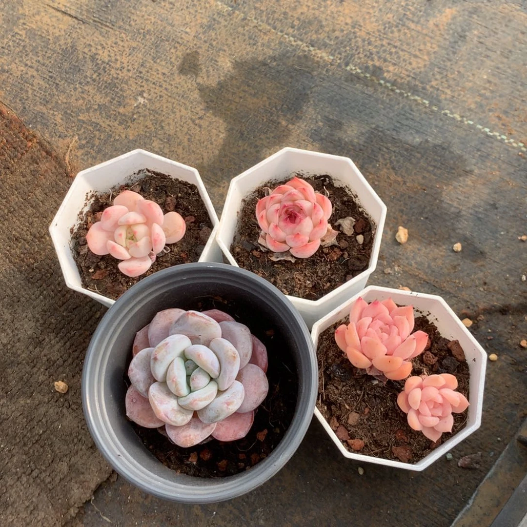 人工增加剂量对患者皮肤伤害也