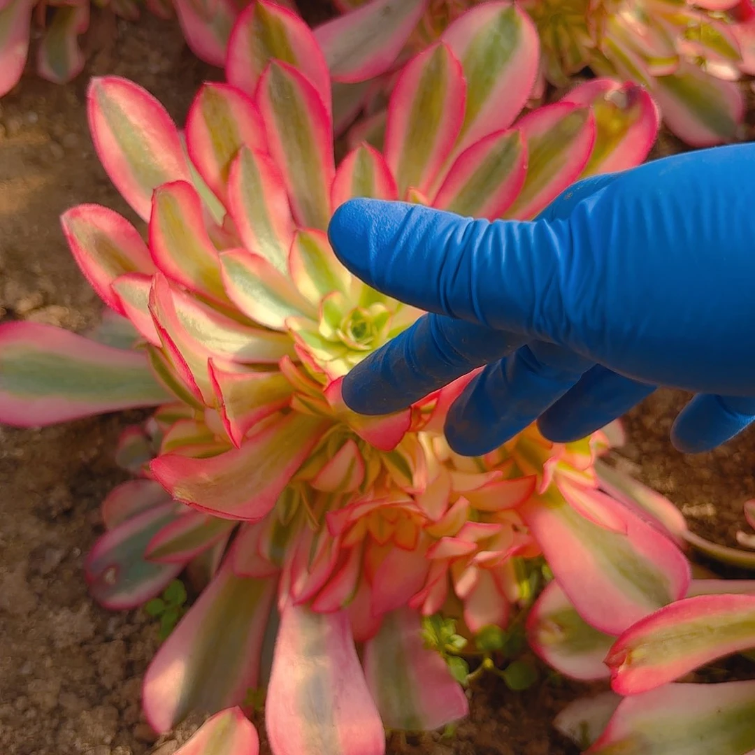 桃夭手捧多肉植物