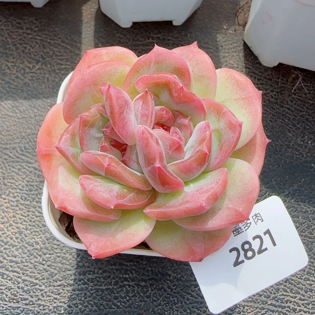 孤品双心，2821多肉植物