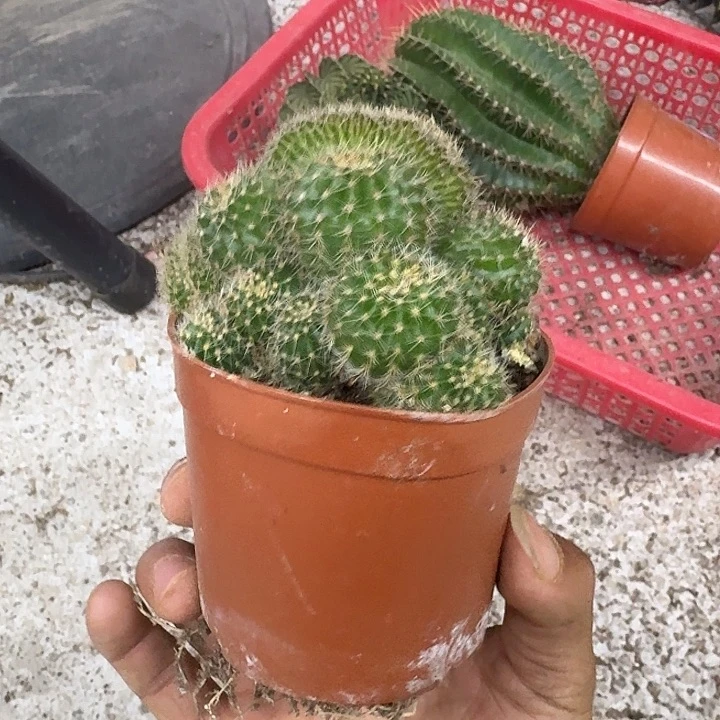 樱***雨无花朵彩草哈哈哈哈哈哈哈哈