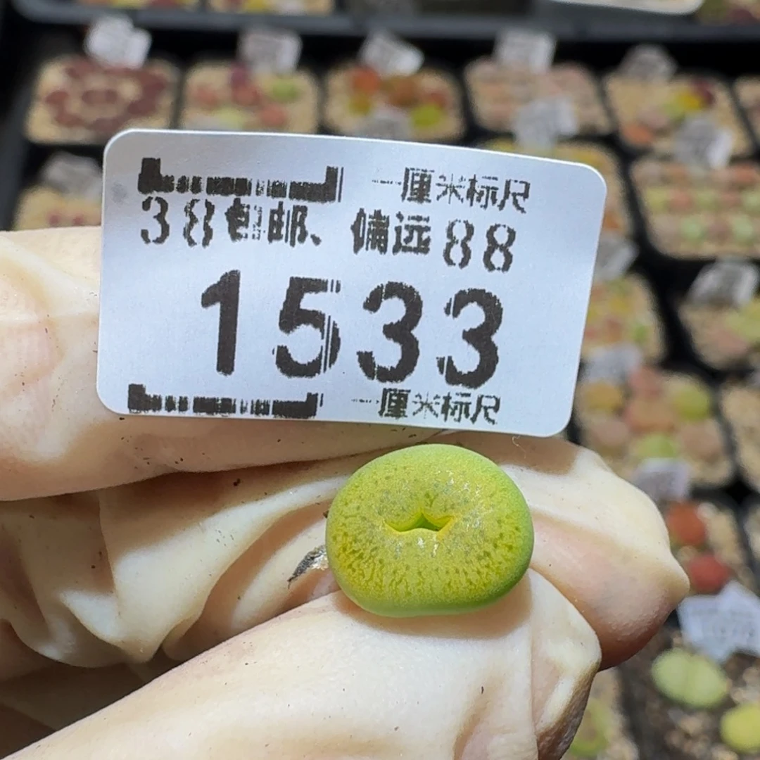 冰***芦Ssss精品生石花1533