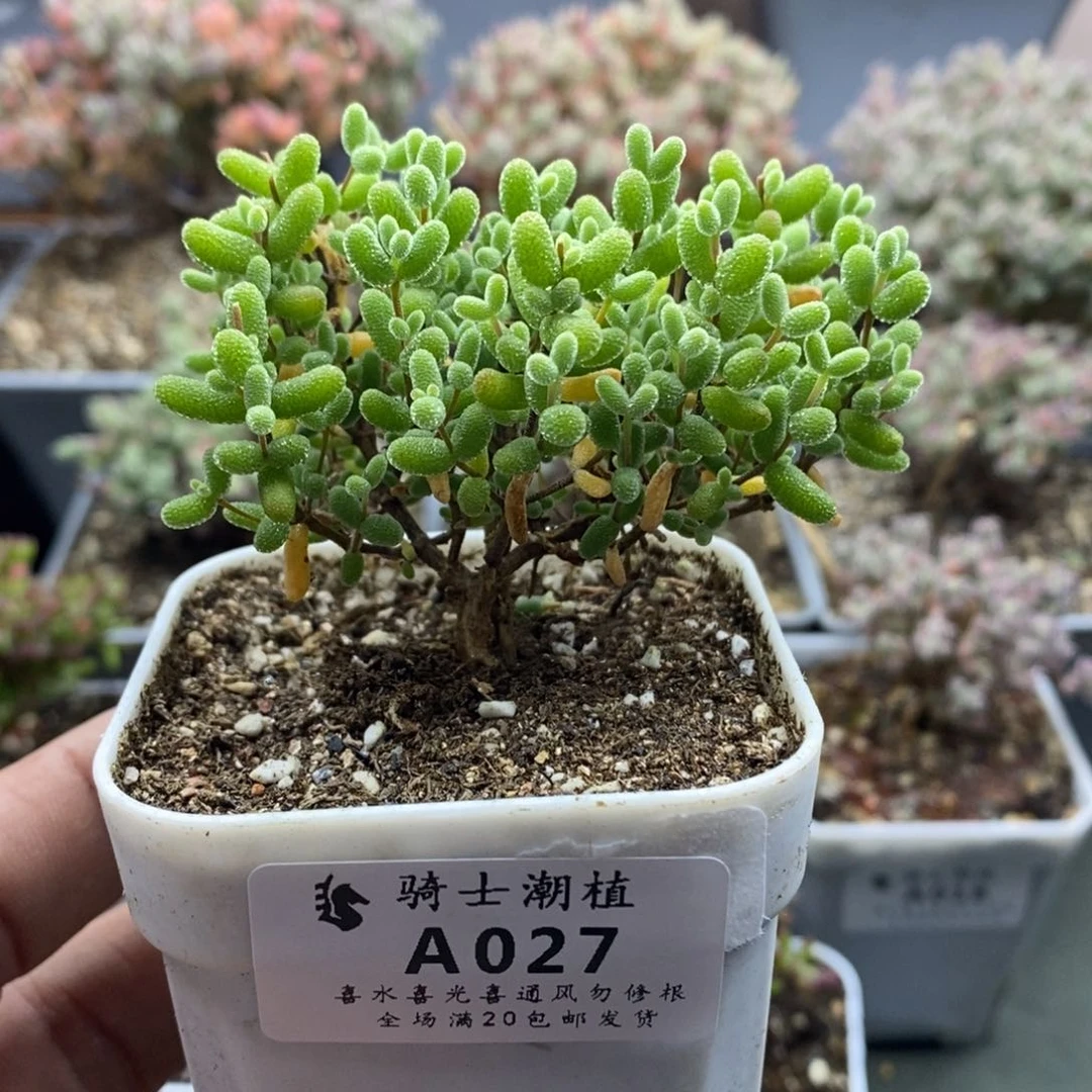 027金桔糖球枝干