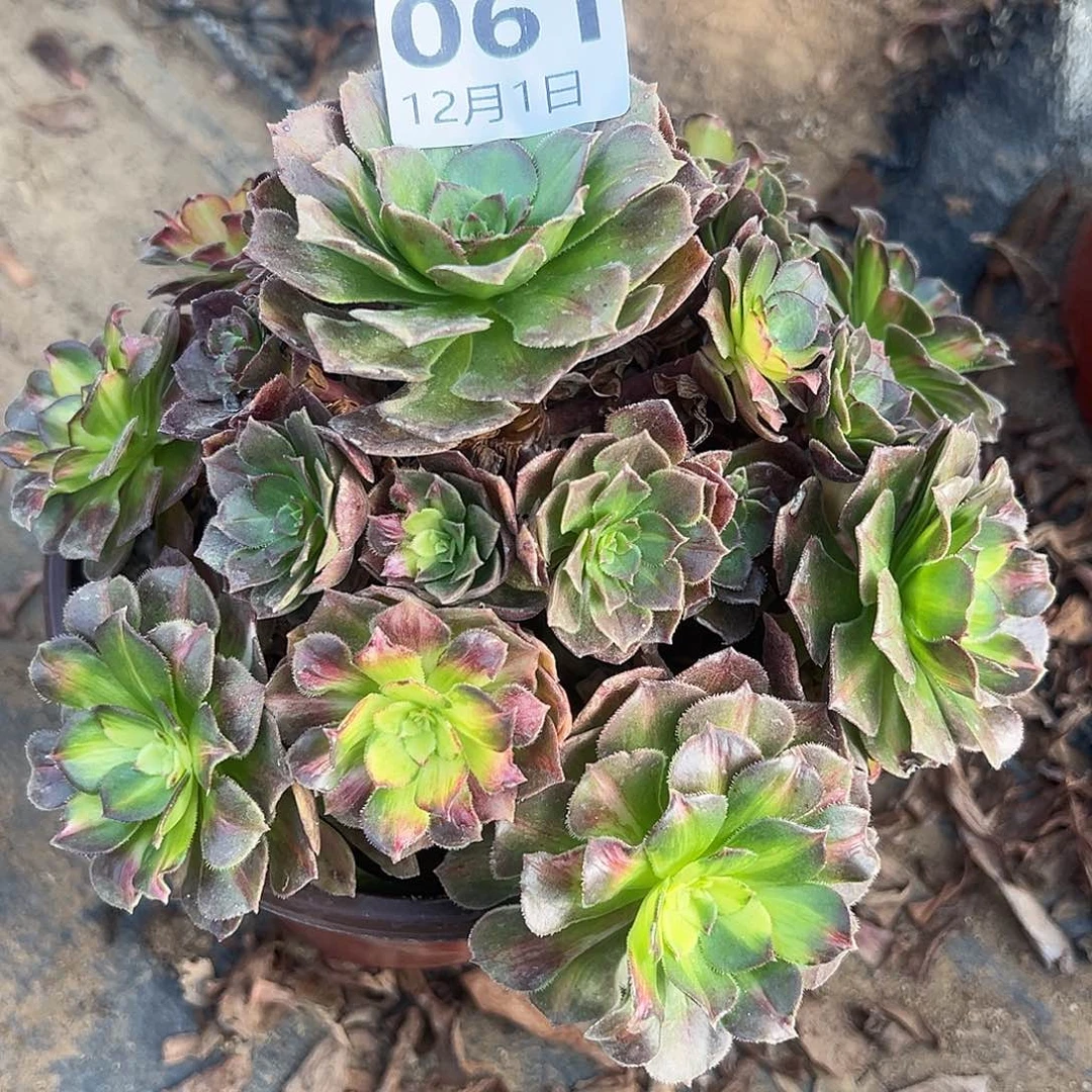 12.1-61海王七彩多肉