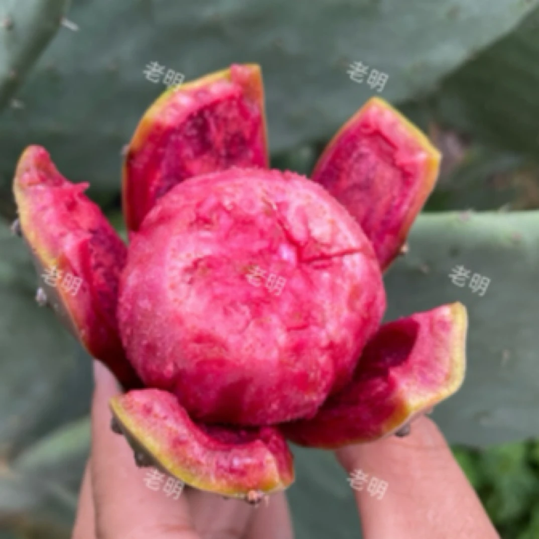 红心仙果 【仙人掌果】花香味清甜可口