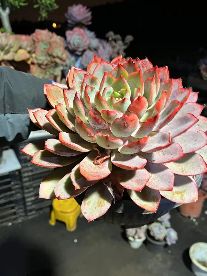 精品多肉   赫拉