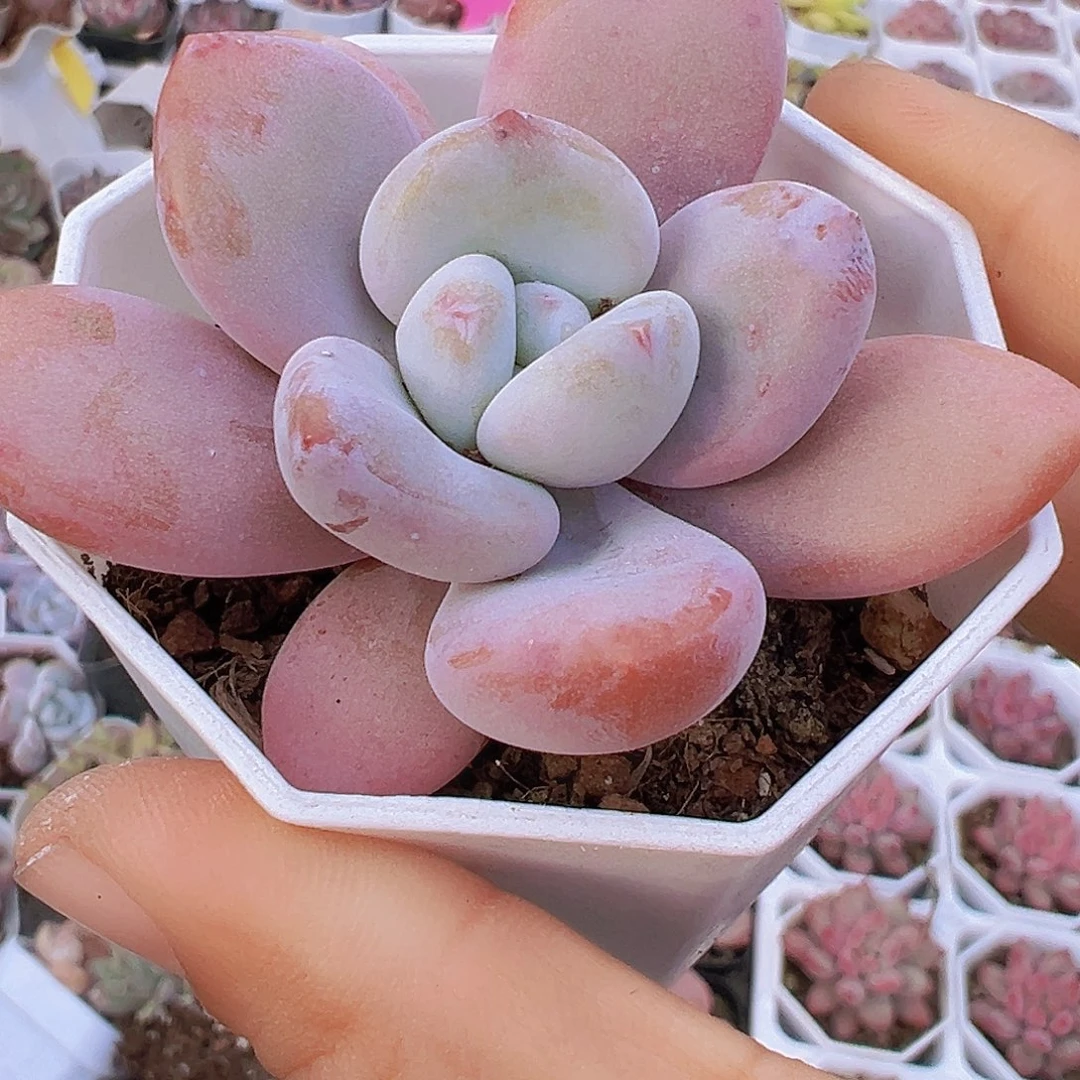 单头大粉兔19包邮多肉