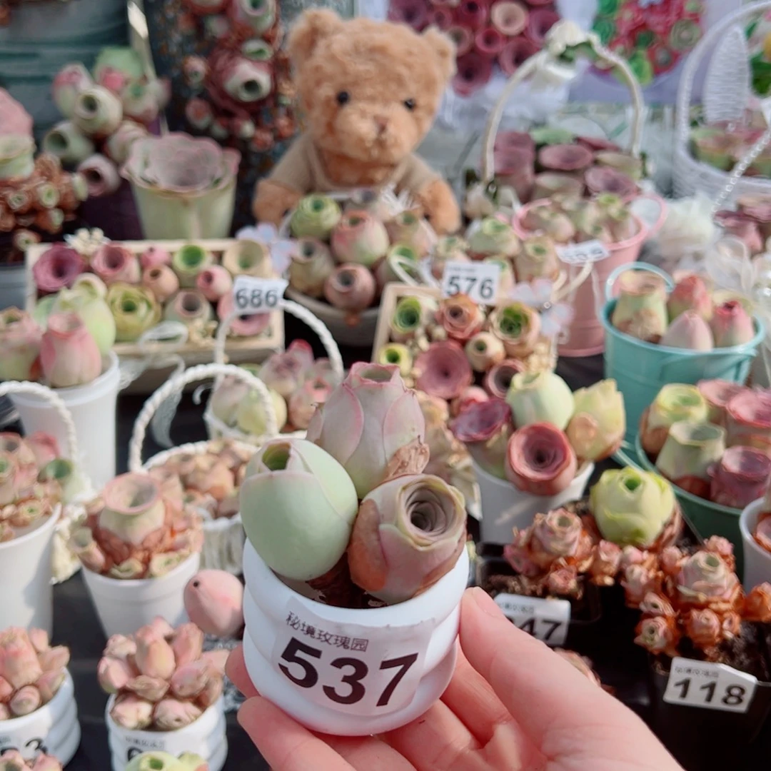 537三颗三色小萌包。  一物一拍