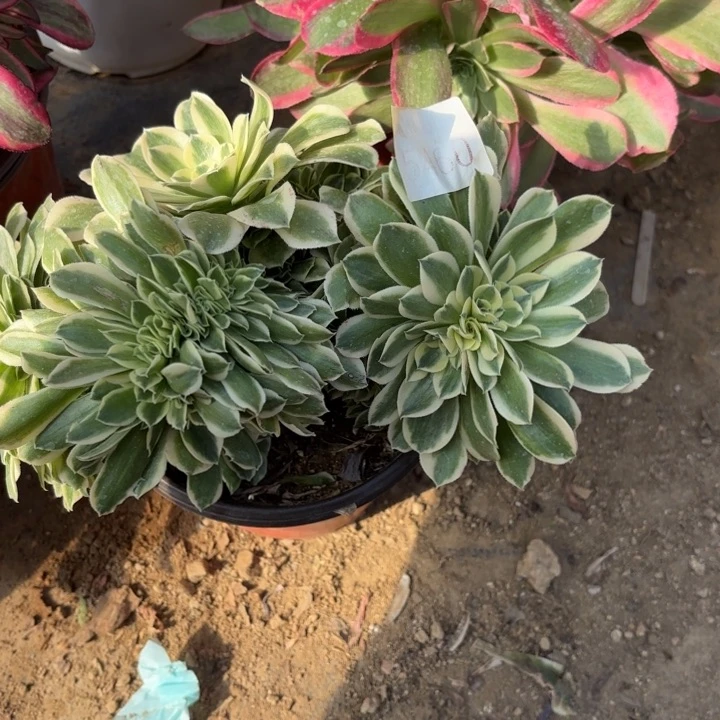 绿豆沙坠多肉法师5460