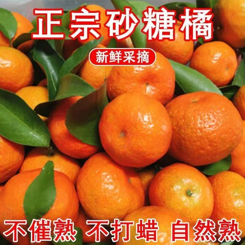 新鲜现摘金秋世纪红皮薄肉嫩当季新鲜水果（多仓发货）