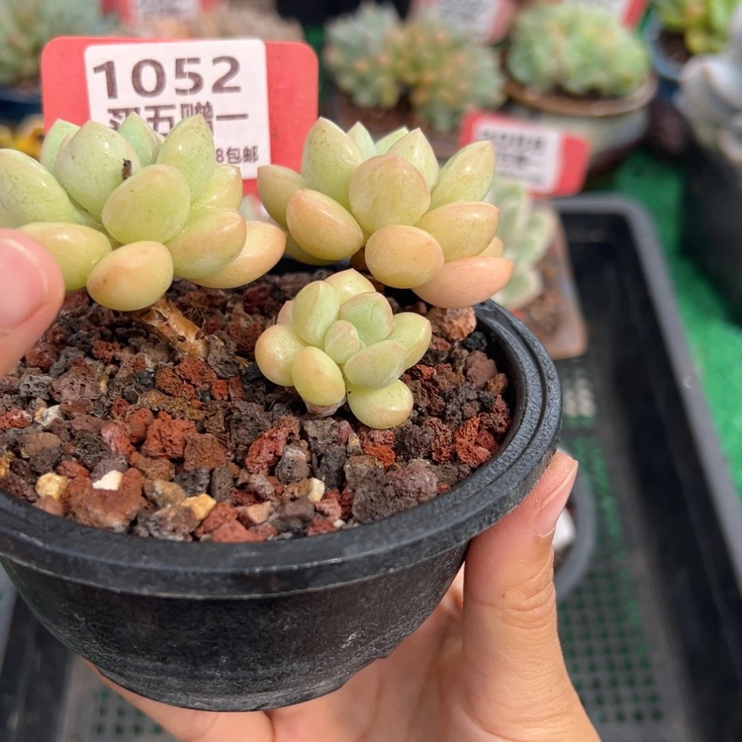 表妹精品多肉1052