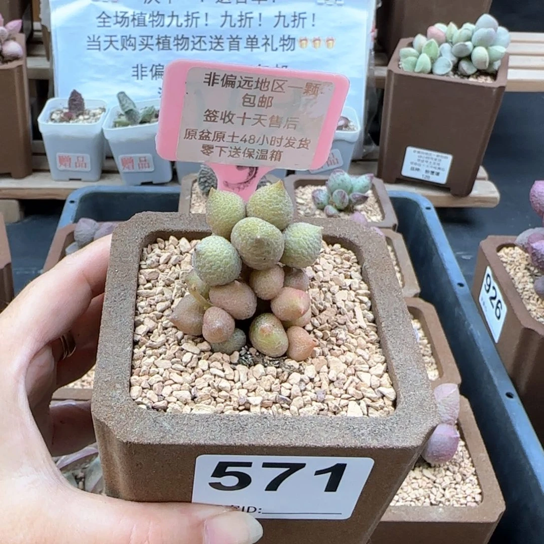 571小辣椒多肉植物