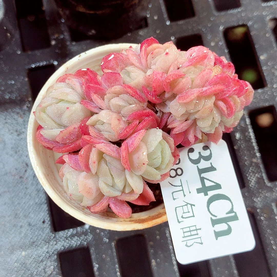 5厘米盆精控多肉314