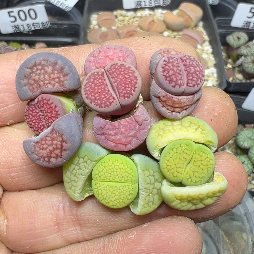 【闪购商品】 498.