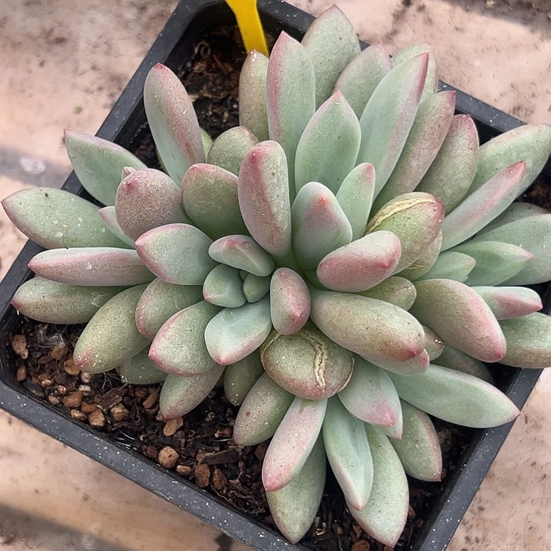 绿体赫本多肉植物937