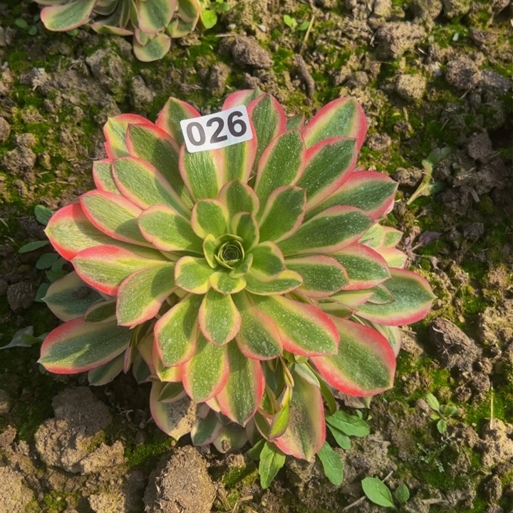 0266多肉植物盆栽