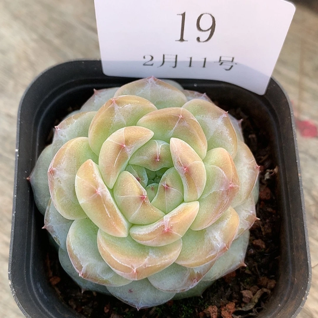 【闪购商品】云19号