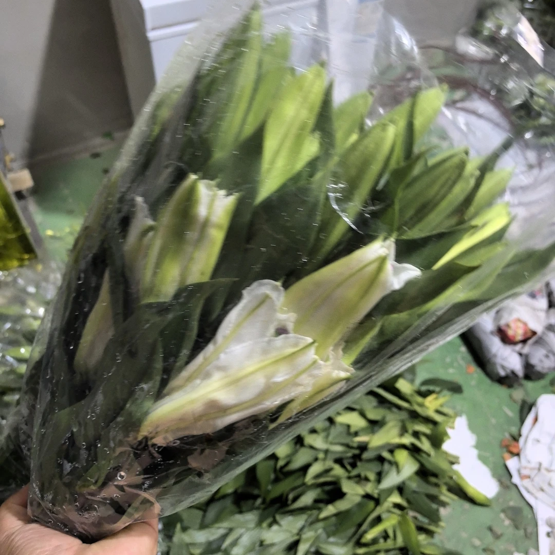 好看的10支,4--5个头白色百合花