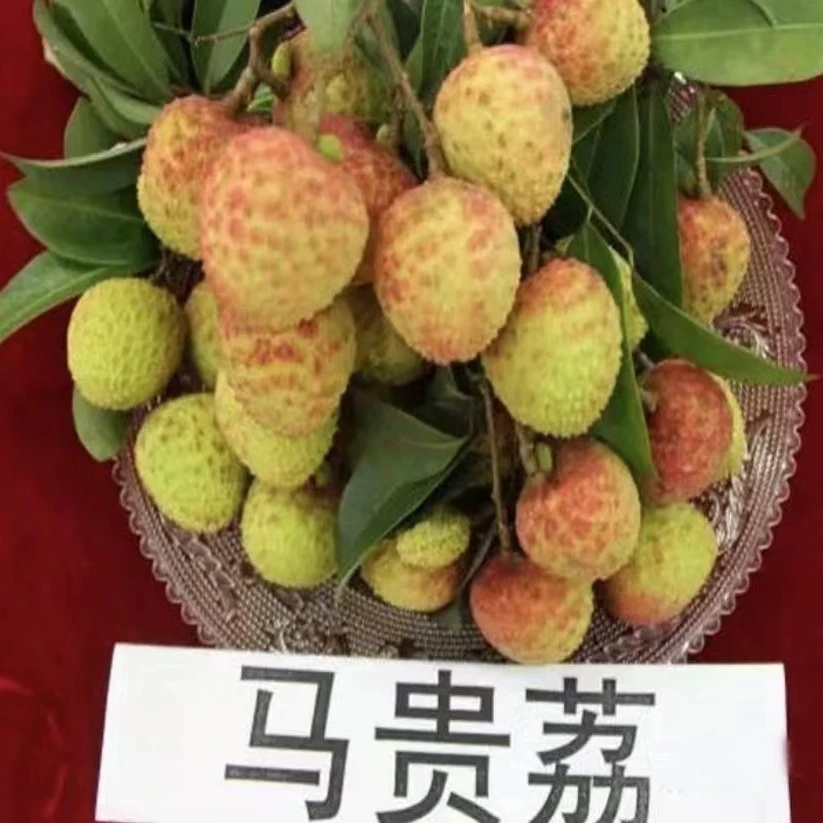 新品种晚熟荔枝（马贵荔枝）改良优质品种结果快
