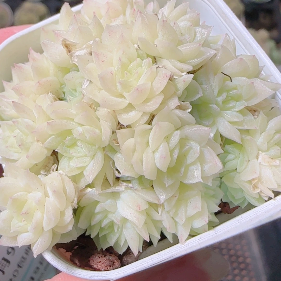 花语逸镜1109-91散