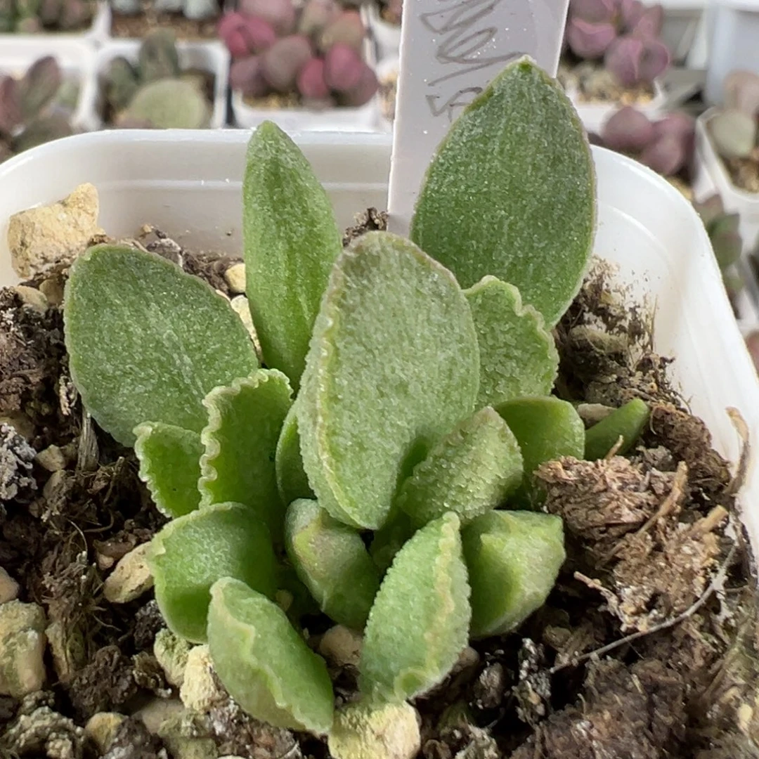 w爱丽丝多肉植物水泡