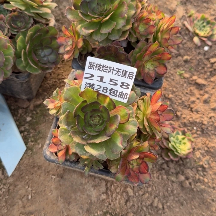 "***戈2158/2159两个海王七彩