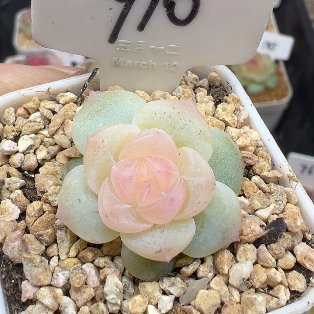 910号无尽月白体有晒斑