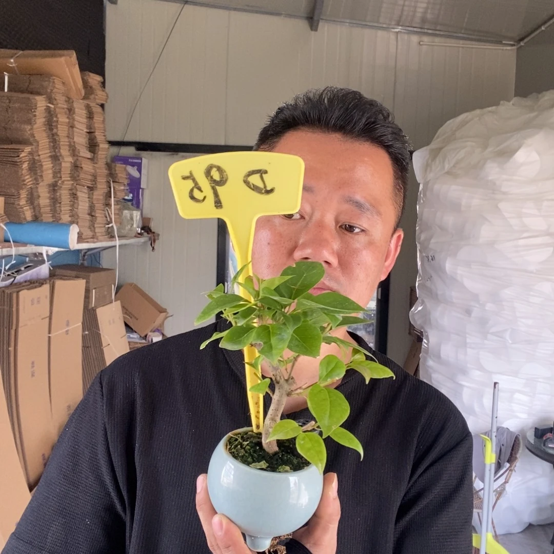 晴***李无花朵三角梅金发女郎D95