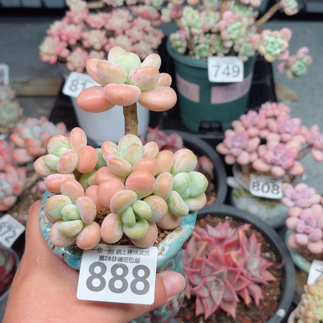 珍妮手指无盆土发货