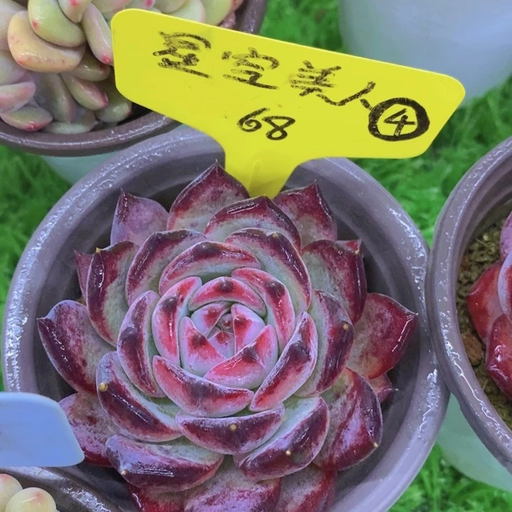 多肉植物，开心多肉