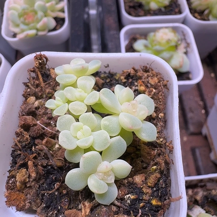 竹马甜心朵朵福利
