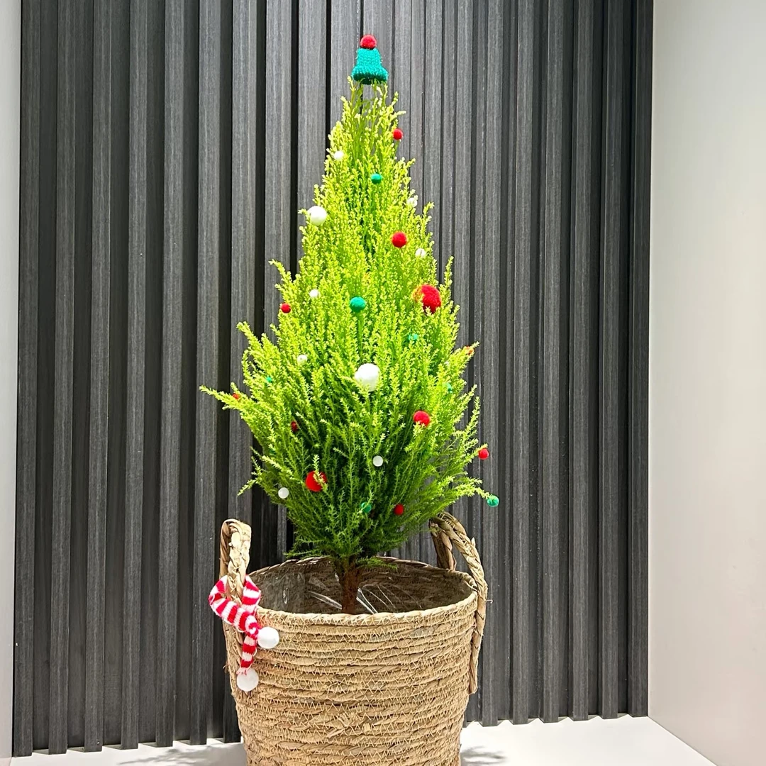 绿植小香松四季棒棒糖松树室内桌面书房阳台盆栽柠檬味圣诞树植物