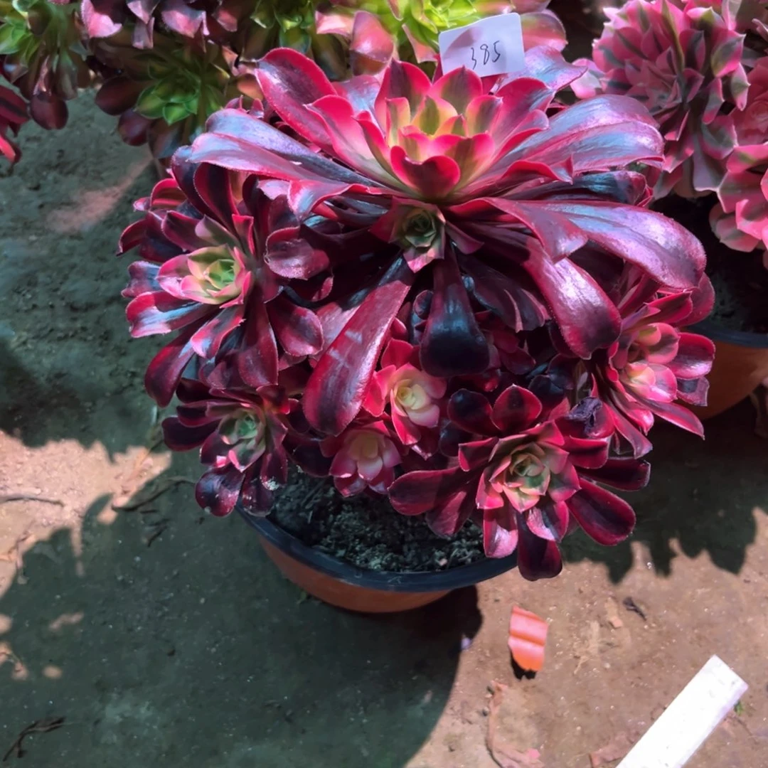 多肉植物美杜莎385