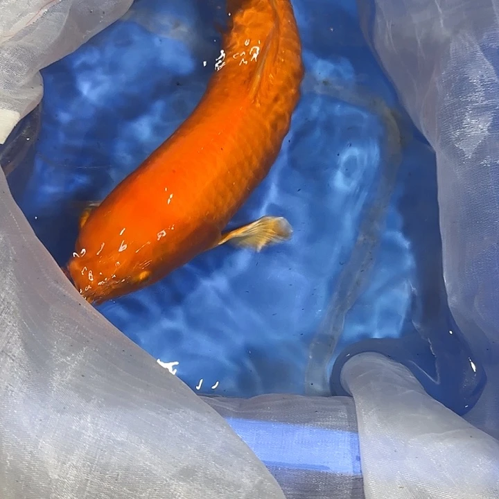海水赤目芒果介子