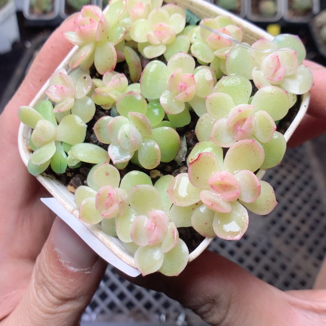 无花朵Q64斜阳yyyyy