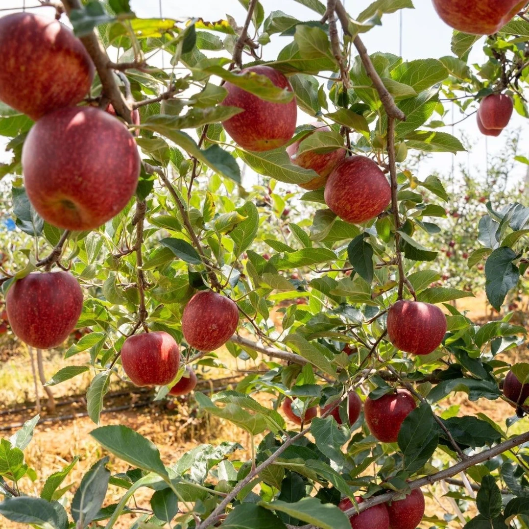 正宗云南脆甜冰糖心丑苹果云南昭通新鲜水果高原果园产地直发现摘