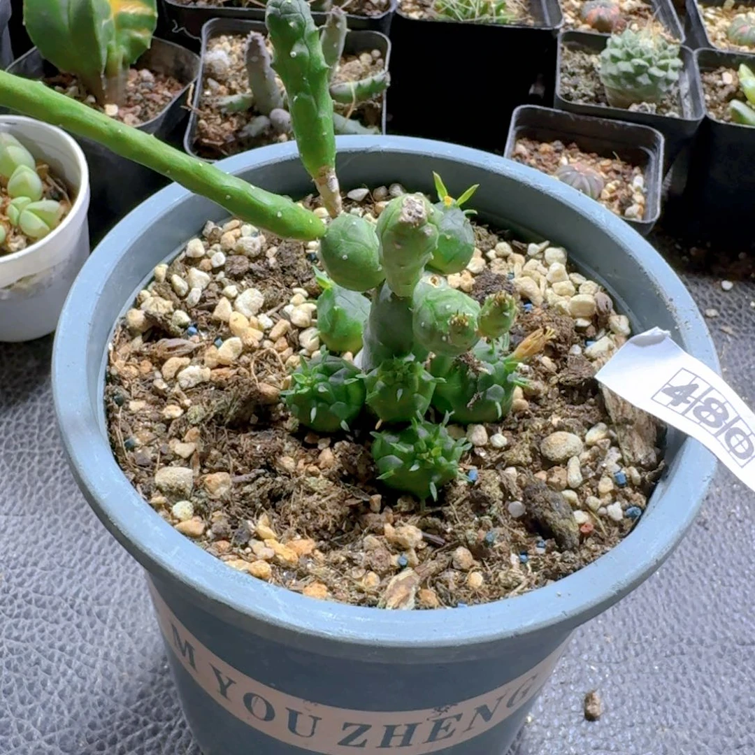 480鱼鳞宝大戟脱土发货