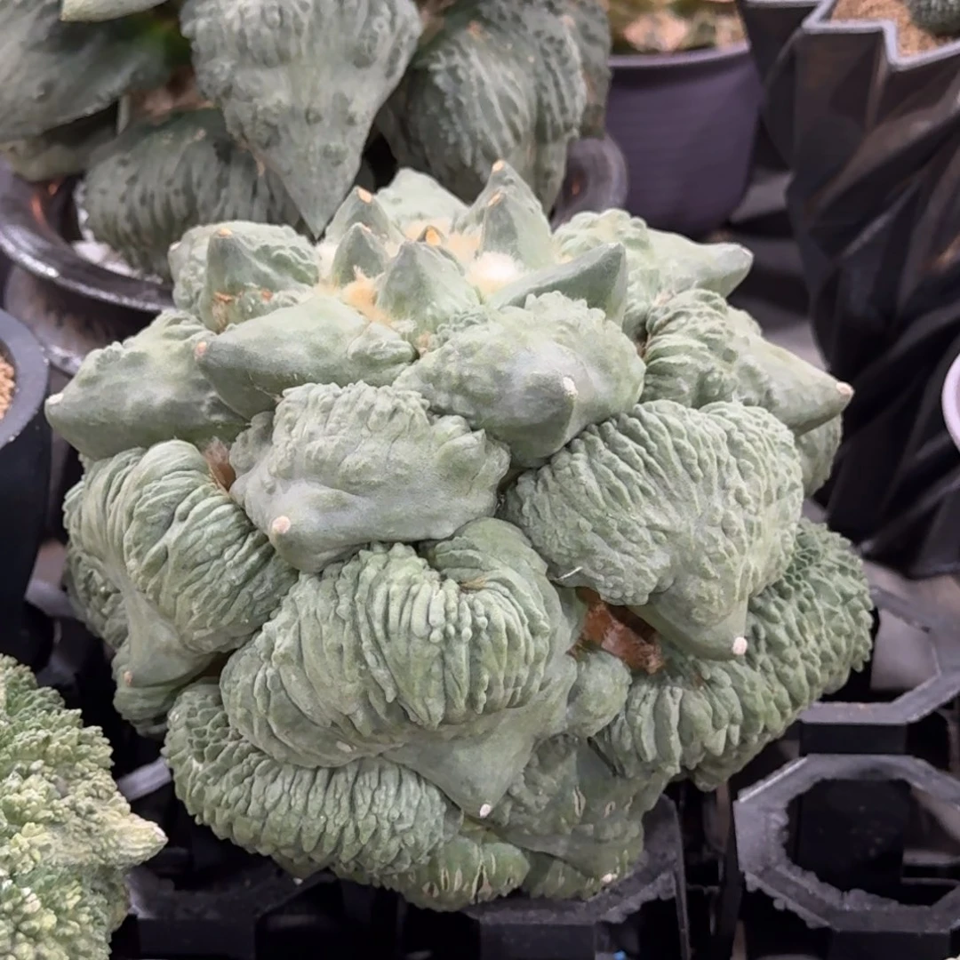 棚***晏花友专拍1111111111