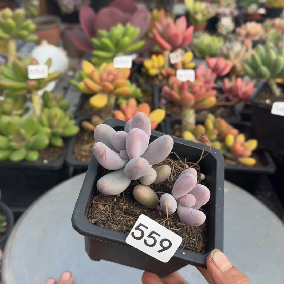 559号 一物一拍一物一拍